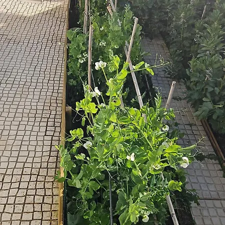 Casa Do Aconchego Em Hébergement de vacances Freiria